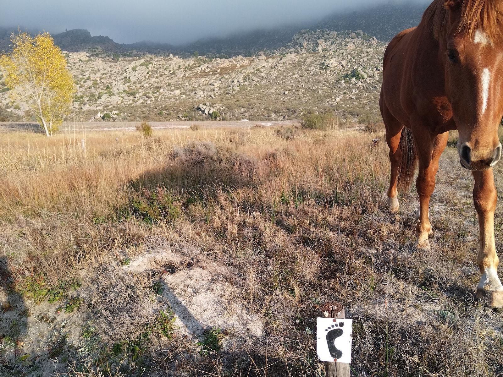 Fairfield Cottages Prince Alfred Hamlet Western Cape South Africa Horse, Mammal, Animal, Herbivore, Sign