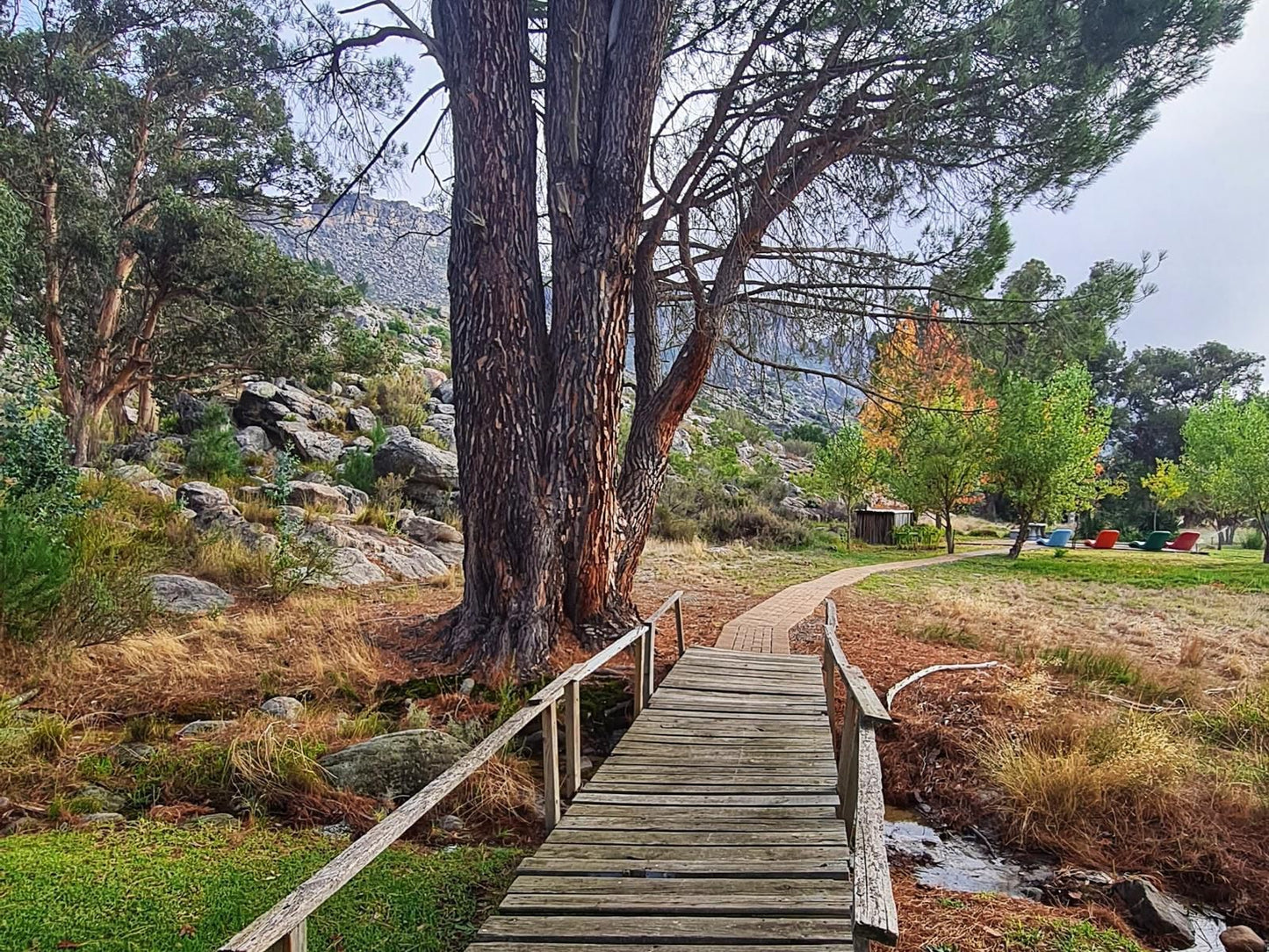 Fairfield Cottages Prince Alfred Hamlet Western Cape South Africa Plant, Nature, Tree, Wood