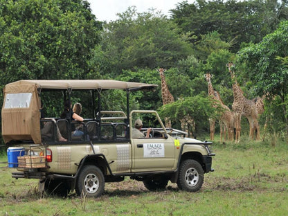 Falaza Game Park Hluhluwe Kwazulu Natal South Africa Giraffe, Mammal, Animal, Herbivore