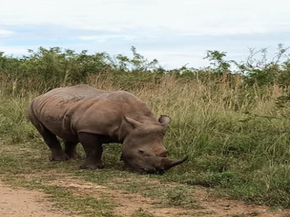 Falaza Game Park Hluhluwe Kwazulu Natal South Africa Rhino, Mammal, Animal, Herbivore