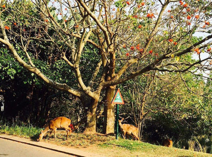 Family Home In Secure Estate Dunkirk Estate Ballito Kwazulu Natal South Africa Deer, Mammal, Animal, Herbivore, Forest, Nature, Plant, Tree, Wood