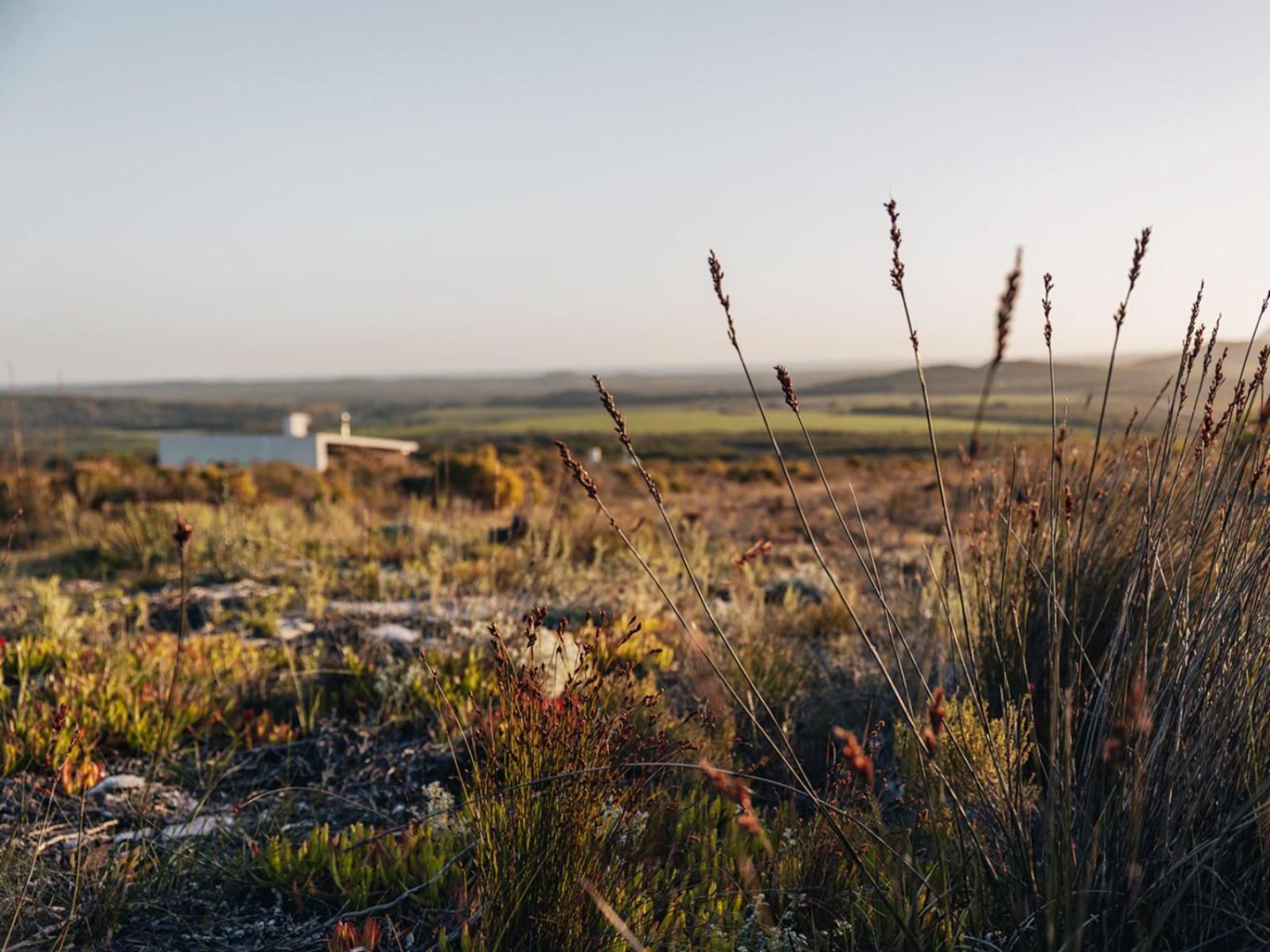 Farm 215 Nature Retreat And Fynbos Reserve Gansbaai Western Cape South Africa Field, Nature, Agriculture, Lowland