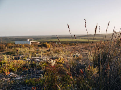 Farm 215 Nature Retreat And Fynbos Reserve Gansbaai Western Cape South Africa Field, Nature, Agriculture, Lowland