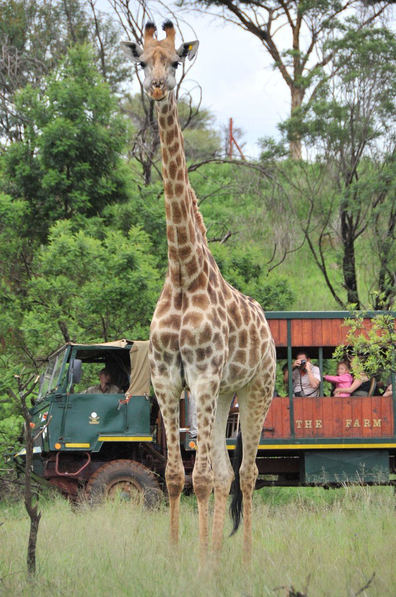 Farm Inn Die Wilgers Pretoria Tshwane Gauteng South Africa Giraffe, Mammal, Animal, Herbivore