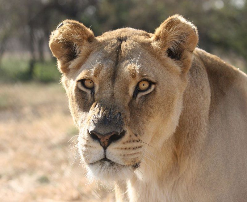 Farm Inn Die Wilgers Pretoria Tshwane Gauteng South Africa Sepia Tones, Lion, Mammal, Animal, Big Cat, Predator