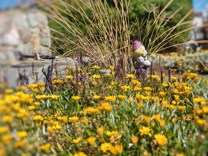 Farr Out Pelgrimsrust Paternoster Western Cape South Africa Meadow, Nature, Plant