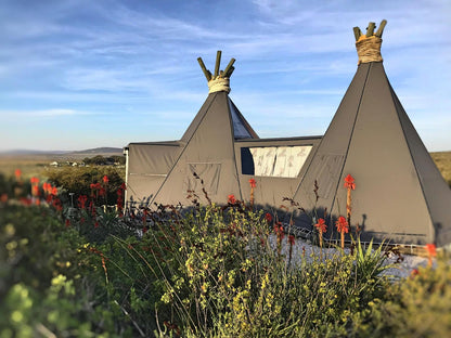 Farr Out Pelgrimsrust Paternoster Western Cape South Africa Complementary Colors, Cactus, Plant, Nature, Tent, Architecture