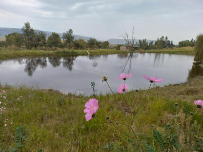 The Fat Mulberry Guest Farm Fouriesburg Free State South Africa Meadow, Nature, Plant