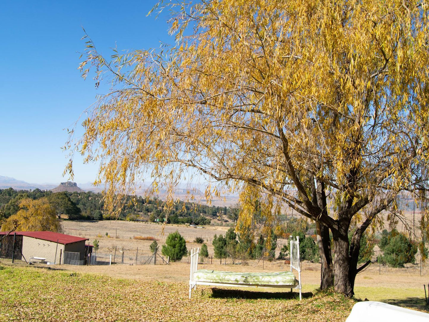 The Fat Mulberry Guest Farm Fouriesburg Free State South Africa Complementary Colors, Plant, Nature, Tree, Wood