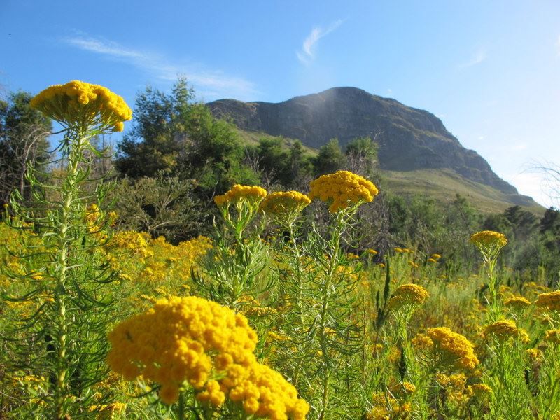 Featherbed Apartment Golden Acre Somerset West Western Cape South Africa Complementary Colors, Meadow, Nature, Mountain, Plant, Highland