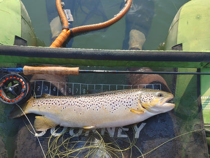 Fernbank Farm Machadodorp Mpumalanga South Africa Fish, Marine Animal, Animal