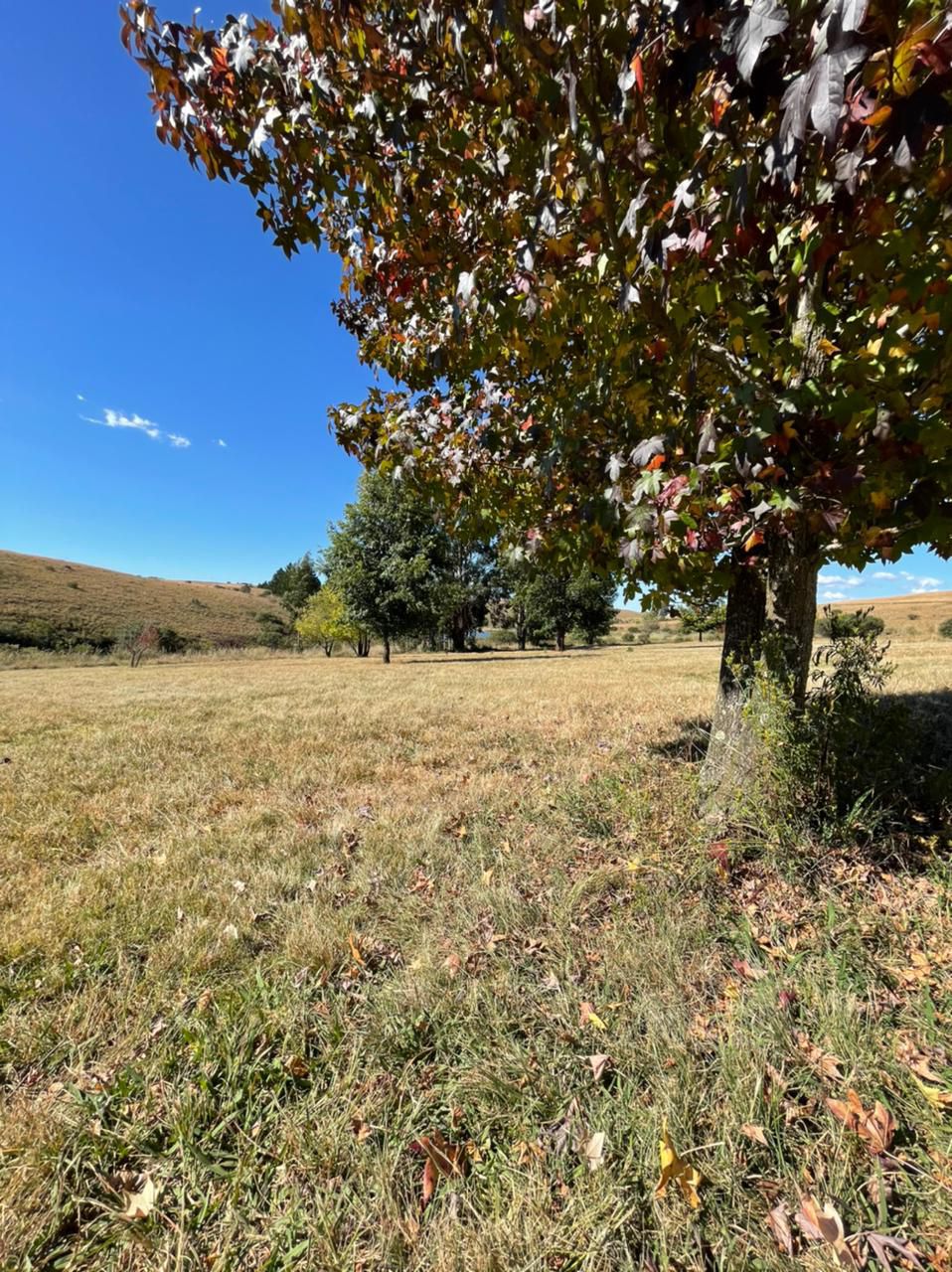 Fernbank Farm Machadodorp Mpumalanga South Africa Field, Nature, Agriculture, Meadow, Tree, Plant, Wood, Lowland