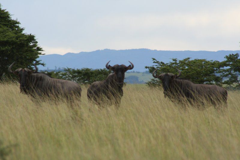 Ferndale Bush Lodge Kei Road Eastern Cape South Africa Animal