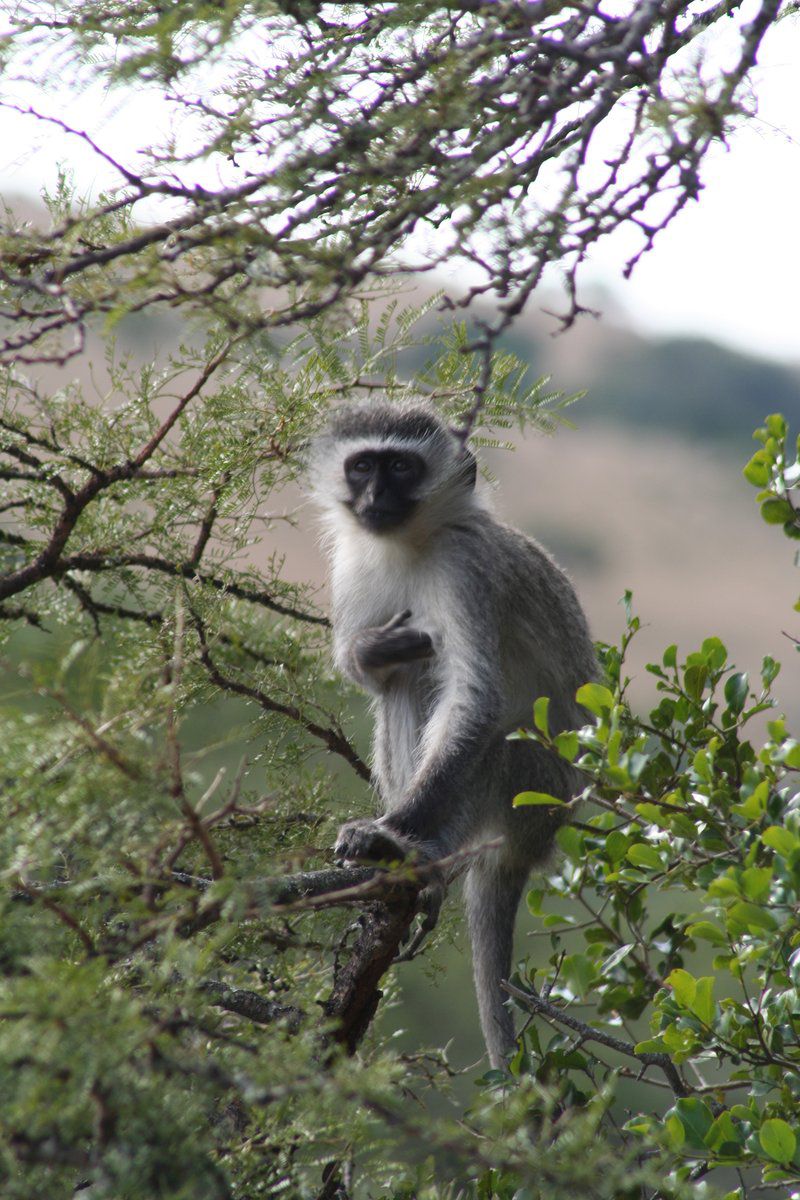 Ferndale Bush Lodge Kei Road Eastern Cape South Africa Primate, Mammal, Animal