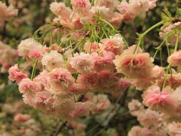 Ferndene Farm Dargle Howick Kwazulu Natal South Africa Blossom, Plant, Nature, Bouquet Of Flowers, Flower