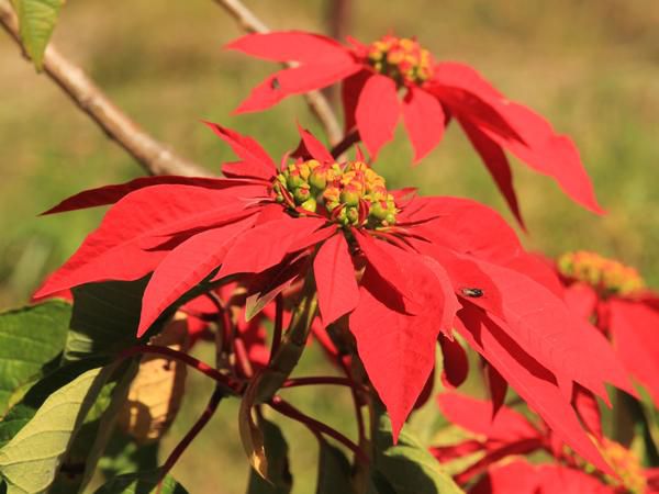 Ferndene Farm Dargle Howick Kwazulu Natal South Africa Colorful, Leaf, Plant, Nature, Autumn