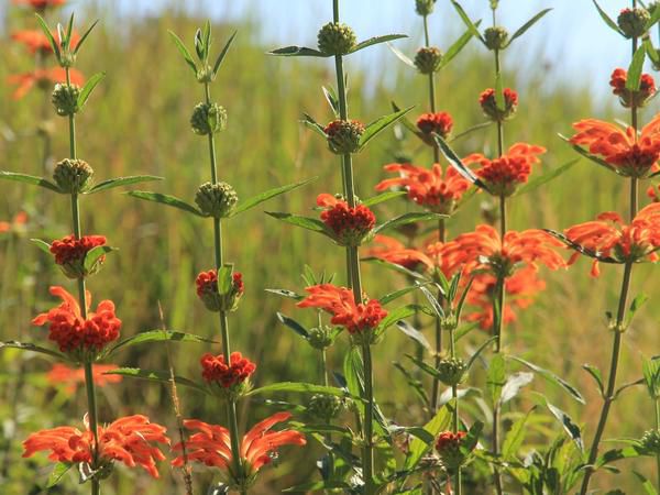 Ferndene Farm Dargle Howick Kwazulu Natal South Africa Flower, Plant, Nature, Meadow