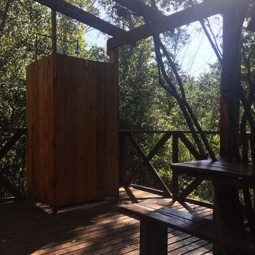 Fern Gully Forest Cabins Rheenendal Knysna Western Cape South Africa Tree, Plant, Nature, Wood