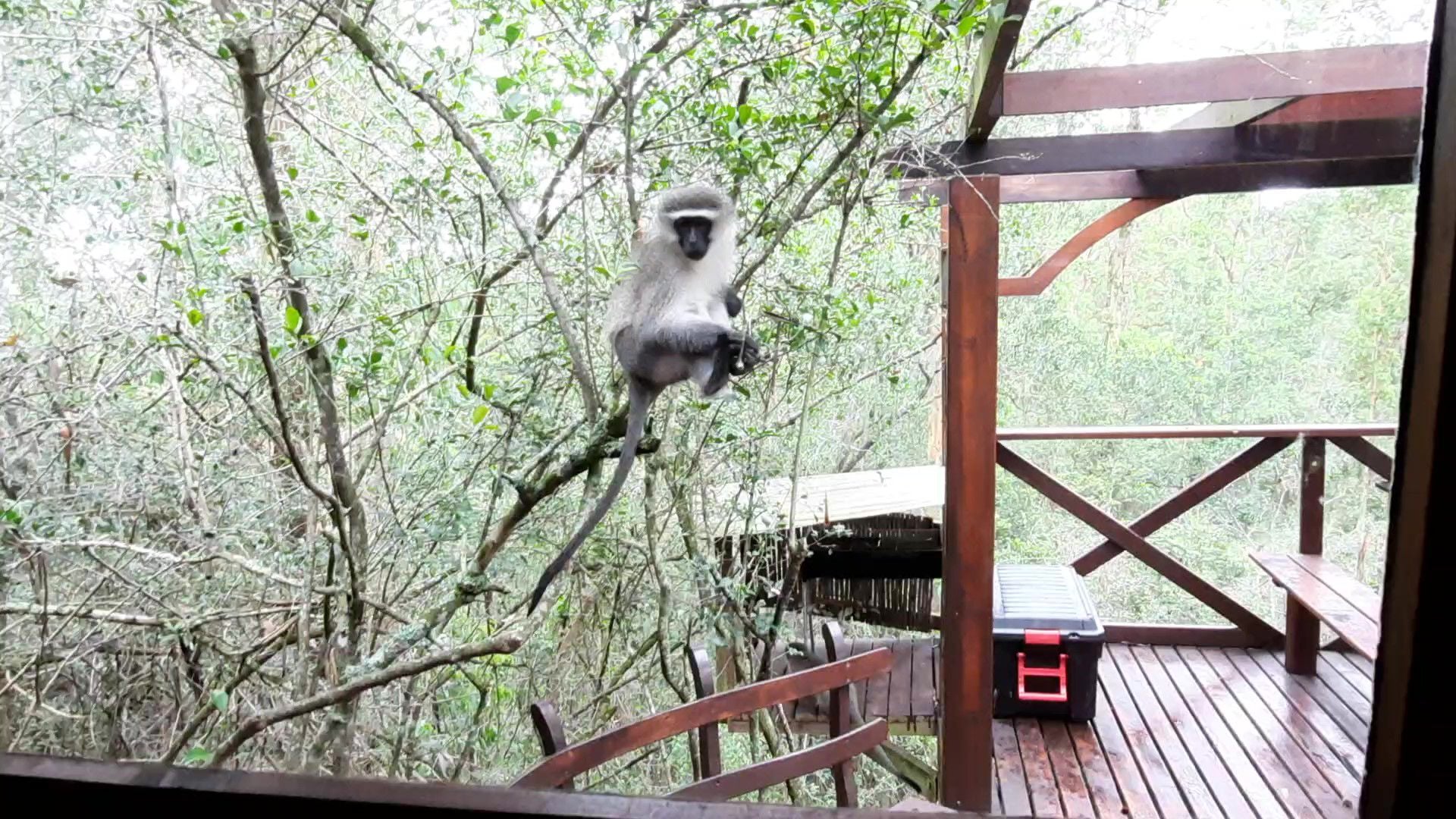 Fern Gully Forest Cabins Rheenendal Knysna Western Cape South Africa Primate, Mammal, Animal