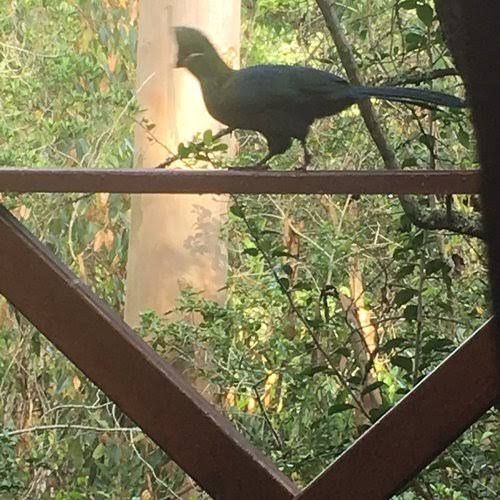 Fern Gully Forest Cabins Rheenendal Knysna Western Cape South Africa Bird, Animal