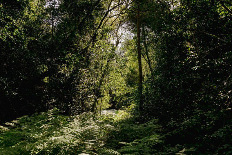 Fernhill Guest Farm Phantom Acres Knysna Western Cape South Africa Forest, Nature, Plant, Tree, Wood