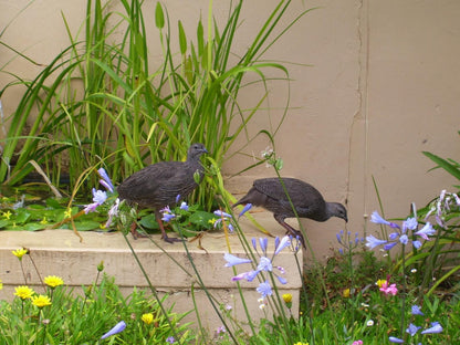 Fernkloof Lodge Fernkloof Hermanus Western Cape South Africa Crow, Bird, Animal, Garden, Nature, Plant