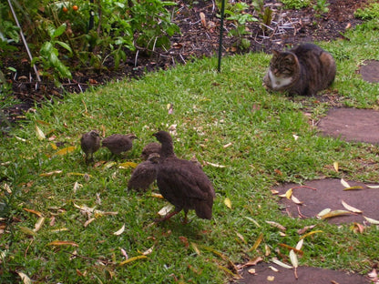 Fernkloof Lodge Fernkloof Hermanus Western Cape South Africa Bird, Animal, Cat, Mammal, Pet