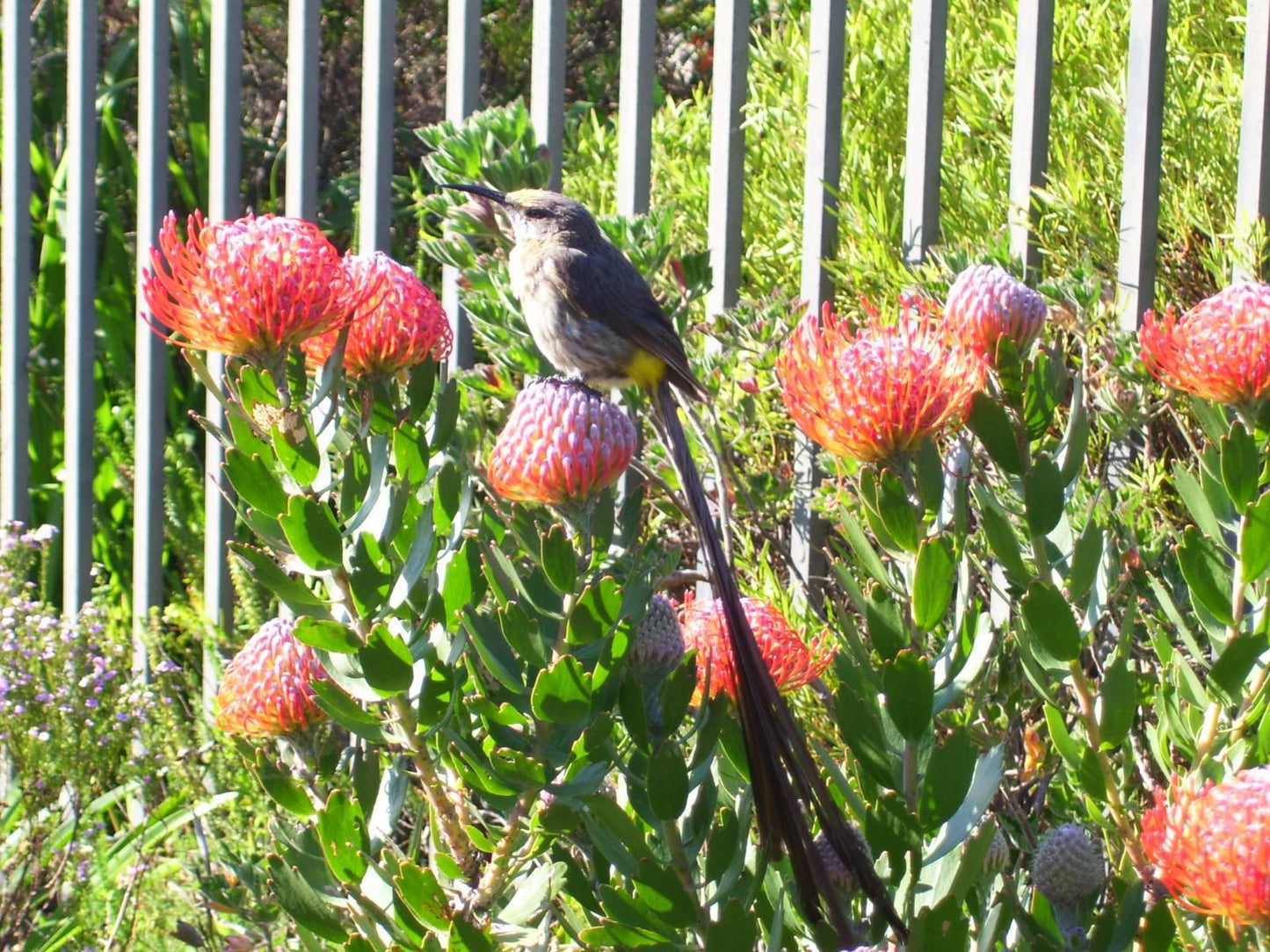 Fernkloof Lodge Fernkloof Hermanus Western Cape South Africa Bird, Animal