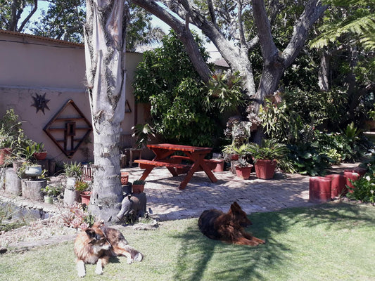 Field S Rest Walmer Port Elizabeth Eastern Cape South Africa Cat, Mammal, Animal, Pet, Dog, Palm Tree, Plant, Nature, Wood