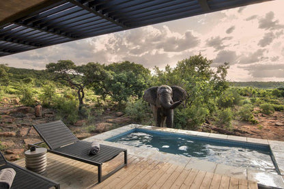 57 Waterberg Welgevonden Game Reserve Limpopo Province South Africa Elephant, Mammal, Animal, Herbivore, Swimming Pool