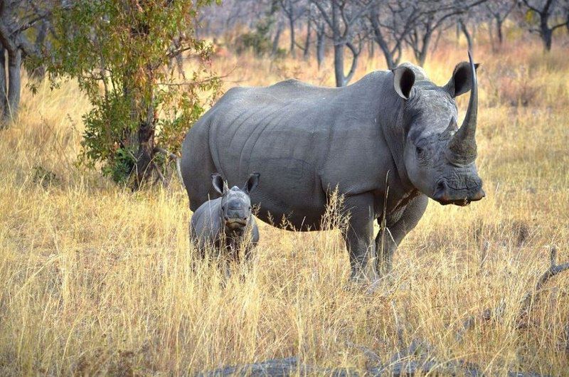 57 Waterberg Welgevonden Game Reserve Limpopo Province South Africa Rhino, Mammal, Animal, Herbivore