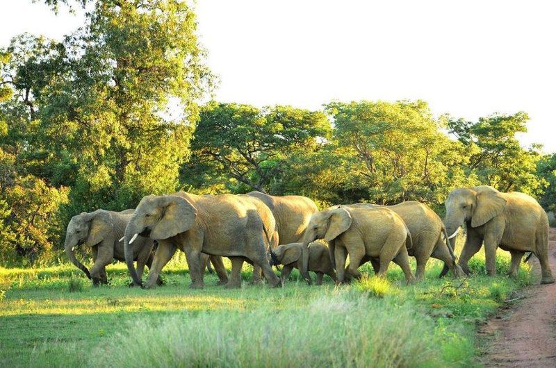 57 Waterberg Welgevonden Game Reserve Limpopo Province South Africa Elephant, Mammal, Animal, Herbivore