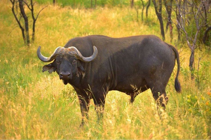 57 Waterberg Welgevonden Game Reserve Limpopo Province South Africa Water Buffalo, Mammal, Animal, Herbivore