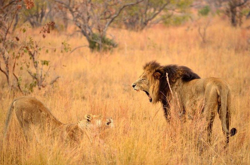 57 Waterberg Welgevonden Game Reserve Limpopo Province South Africa Sepia Tones, Lion, Mammal, Animal, Big Cat, Predator