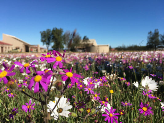 50 Shades Of Hay Cape Farms Cape Town Western Cape South Africa Complementary Colors, Plant, Nature