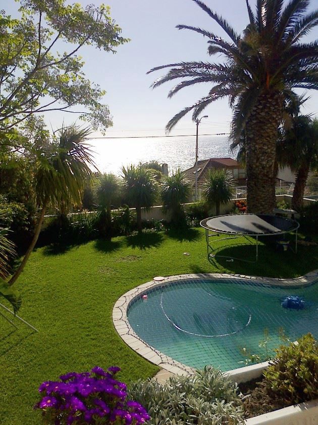 Fine View Bakoven Cape Town Western Cape South Africa Palm Tree, Plant, Nature, Wood, Garden, Swimming Pool