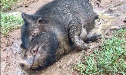 Firefly Farm Cabin Hluhluwe Kwazulu Natal South Africa Boar, Mammal, Animal, Herbivore, Pig, Agriculture, Farm Animal