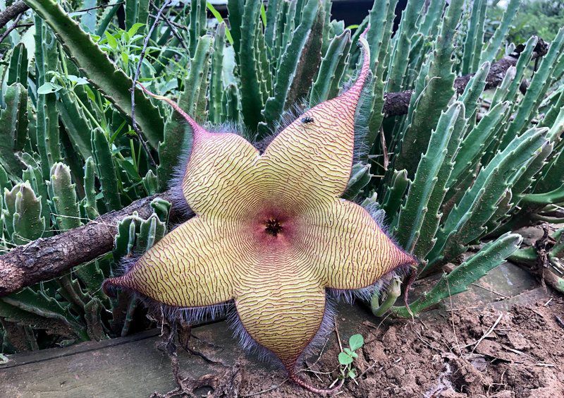 Firefly Farm Cabin Hluhluwe Kwazulu Natal South Africa Complementary Colors, Cactus, Plant, Nature