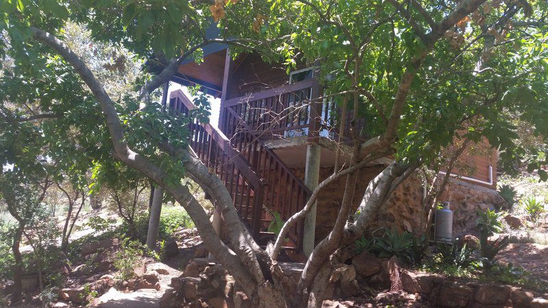 Fires Mountain Lodge Hartbeespoort North West Province South Africa Palm Tree, Plant, Nature, Wood, Reptile, Animal, Framing