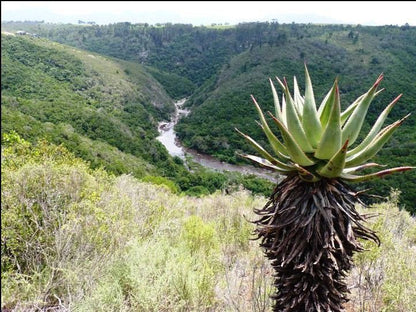 Firewings Oubaai Golf Estate Herolds Bay Western Cape South Africa Pineapple, Fruit, Food, Highland, Nature