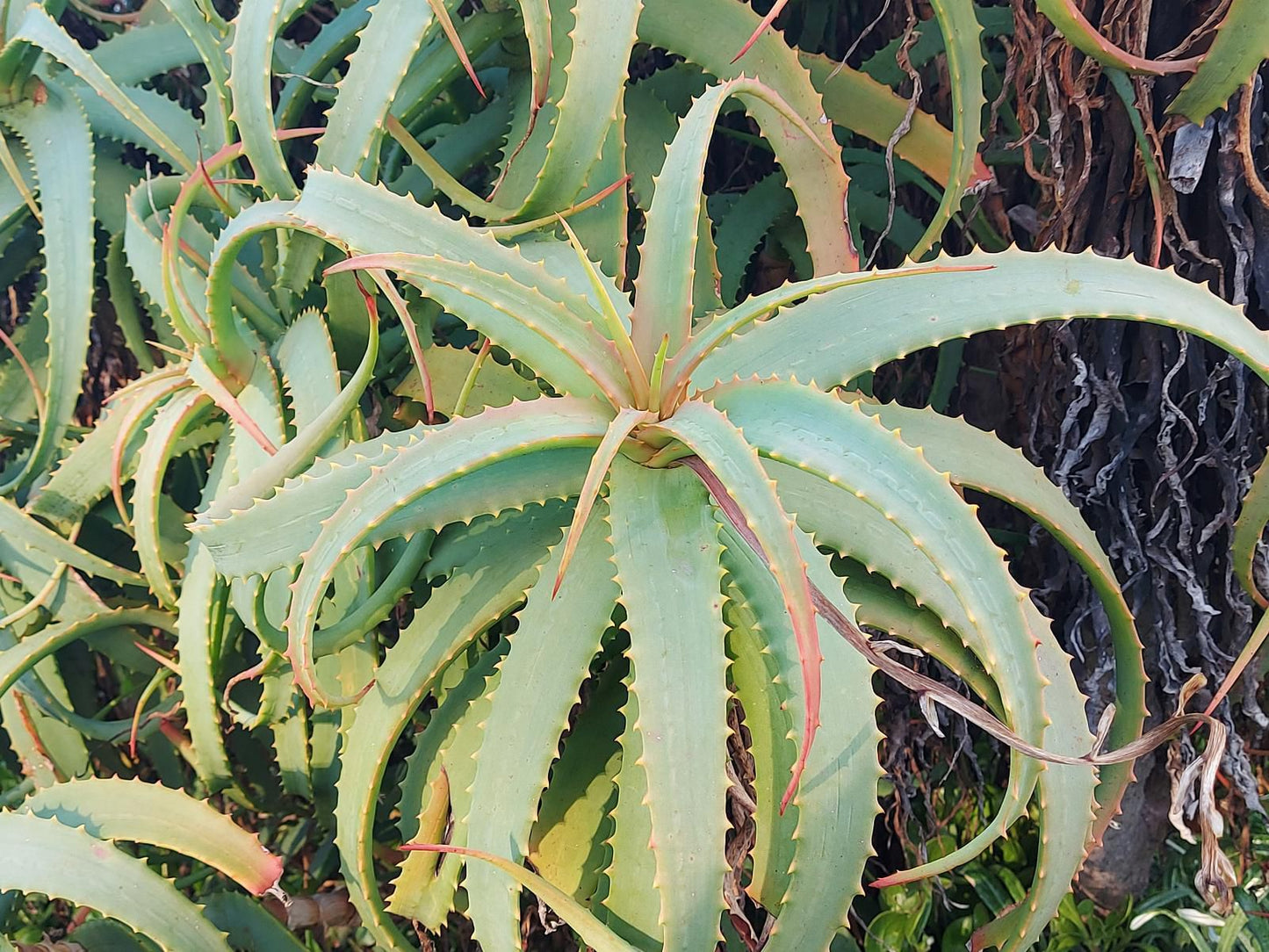 First Group Hermanus Beach Club Westcliff Hermanus Hermanus Western Cape South Africa Plant, Nature