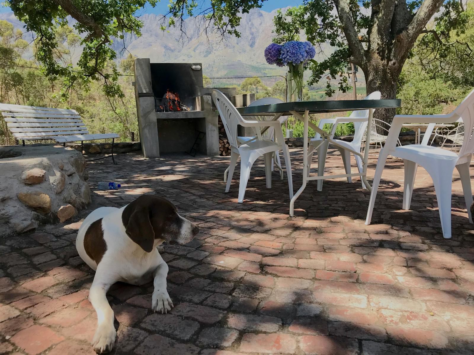 Fisaasbos Tulbagh Western Cape South Africa Dog, Mammal, Animal, Pet, Fireplace