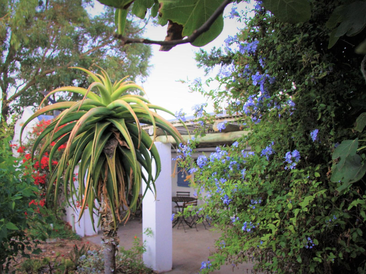 Fishermansrest Self Catering Velddrif Velddrif Western Cape South Africa House, Building, Architecture, Palm Tree, Plant, Nature, Wood, Garden