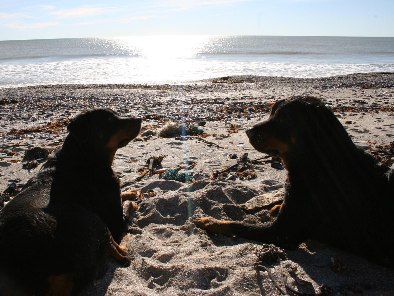 Fishermansrest Self Catering Velddrif Velddrif Western Cape South Africa Dog, Mammal, Animal, Pet, Beach, Nature, Sand