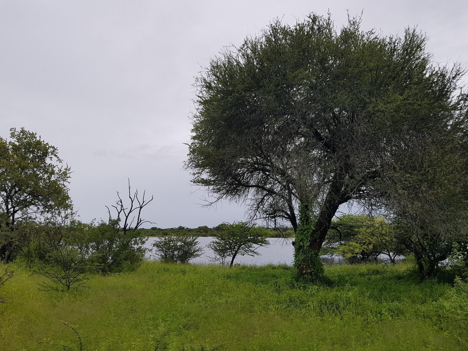 Fiume Bush Camp, Tree, Plant, Nature, Wood