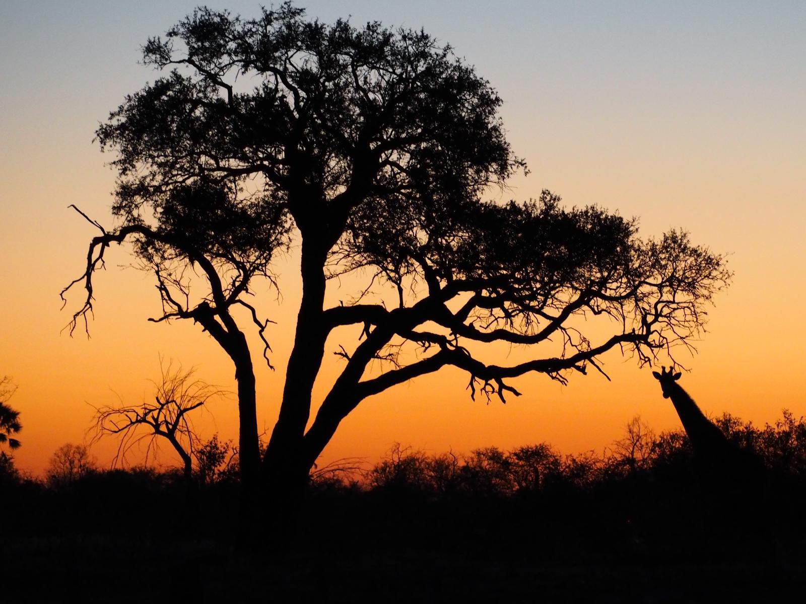 Fiume Bush Camp, Silhouette, Tree, Plant, Nature, Wood