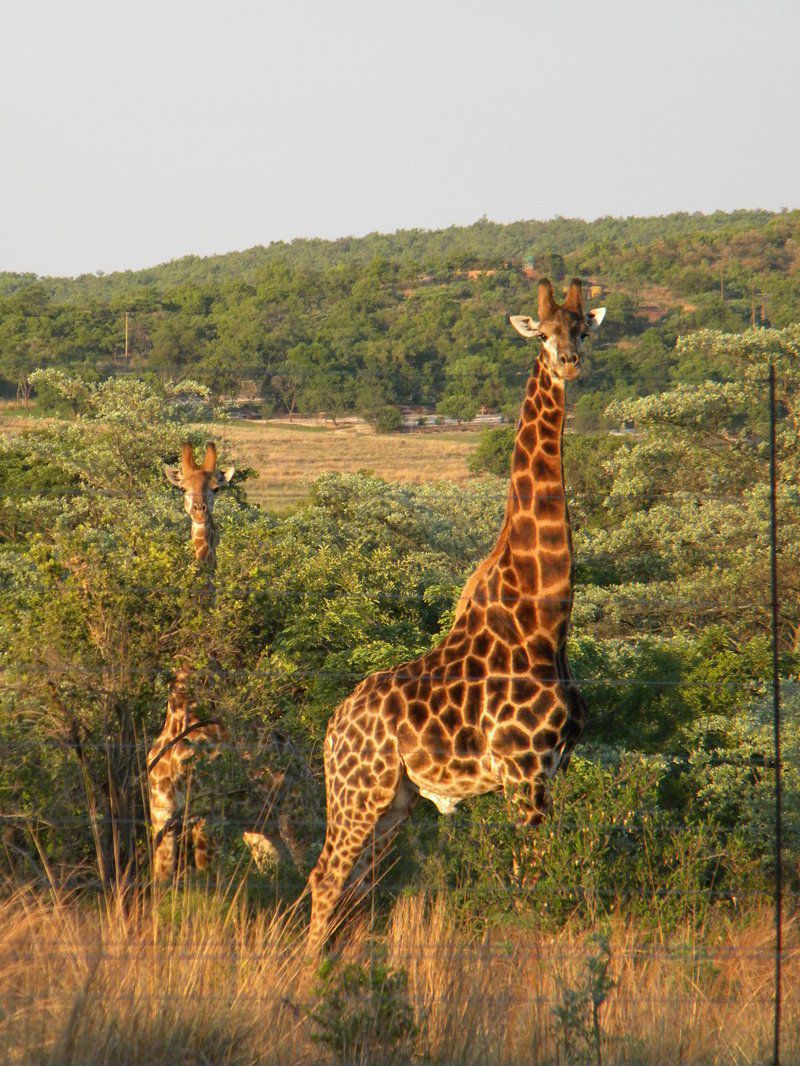 Five Pebbles On Piece Of Africa Dinokeng Gauteng South Africa Giraffe, Mammal, Animal, Herbivore