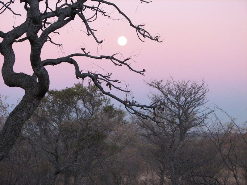 Five Pebbles On Piece Of Africa Dinokeng Gauteng South Africa Nature