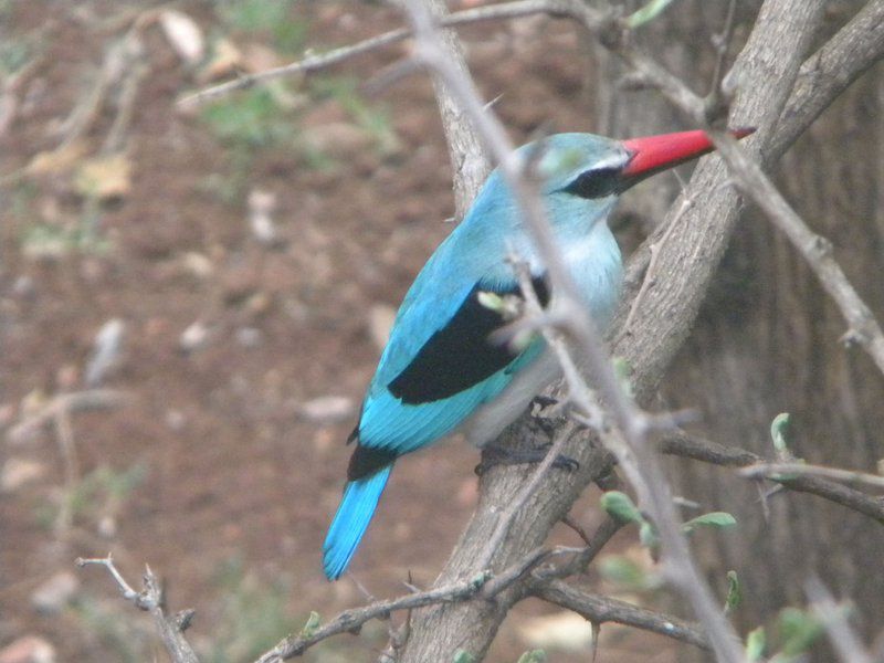 Five Pebbles On Piece Of Africa Dinokeng Gauteng South Africa Unsaturated, Kingfisher, Bird, Animal