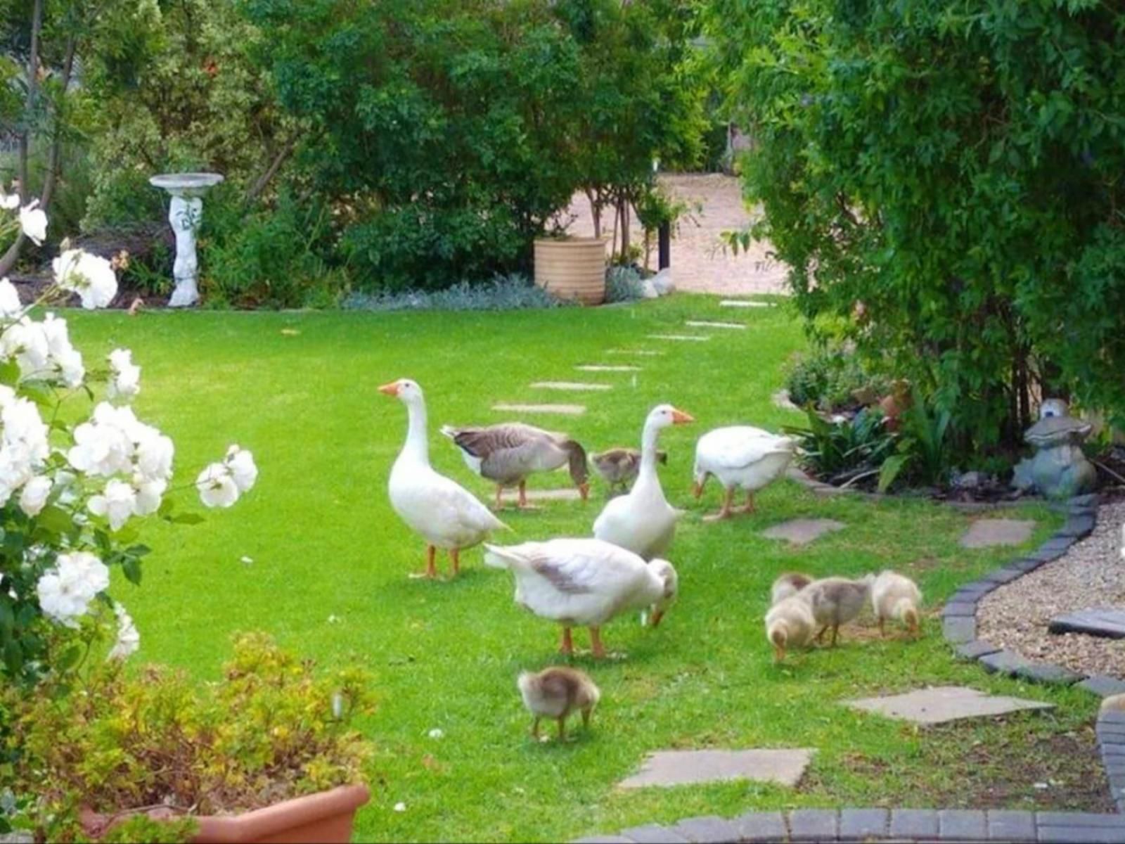 Flamingo Close Rosendal Durbanville Cape Town Western Cape South Africa Goose, Bird, Animal, Garden, Nature, Plant